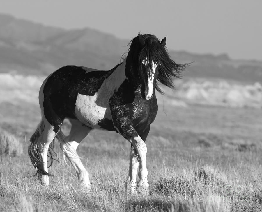 black and white paint horses