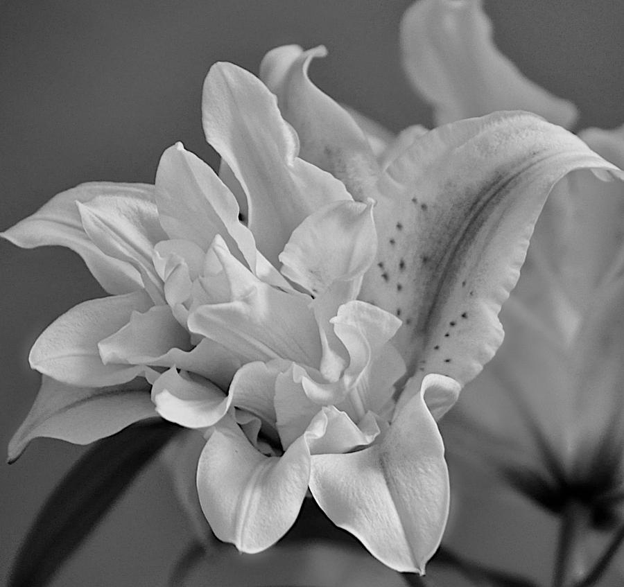 Black and White Stargazer Lily Photograph by Kristina Deane