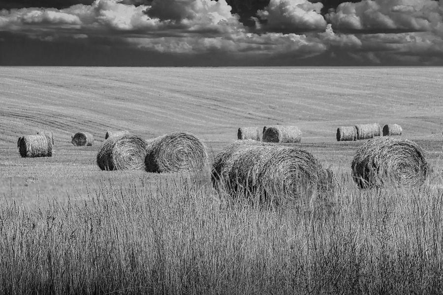 hay field in the straw