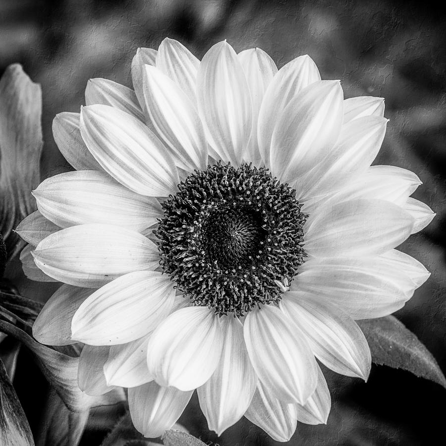 Black and White Sunflower Photograph by Anita Miller - Fine Art America