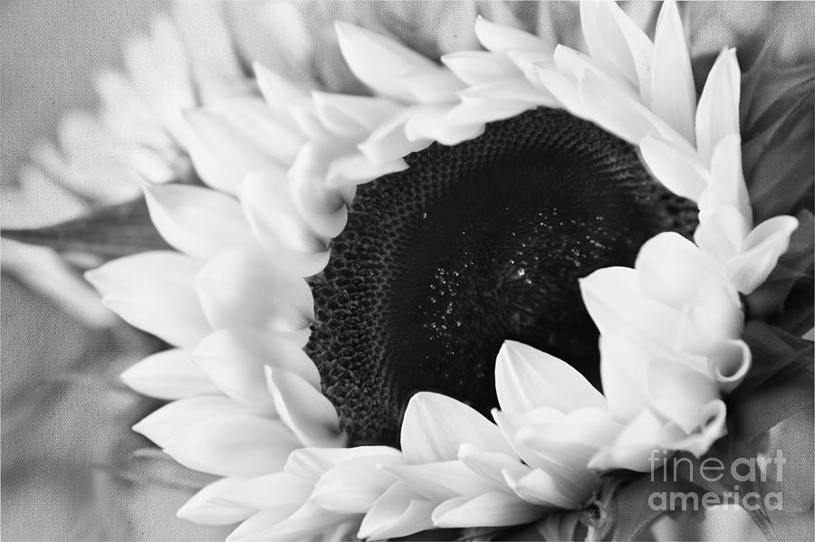 Black and White Sunflower Photograph by Eden Baed