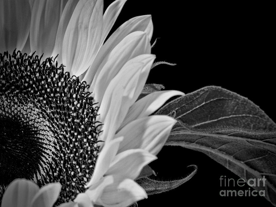 Sunflower Photograph - Black and White Sunflower by Karen Lewis