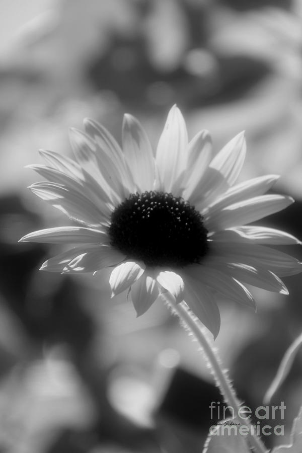 Black and white Sunflower Photograph by Yumi Johnson