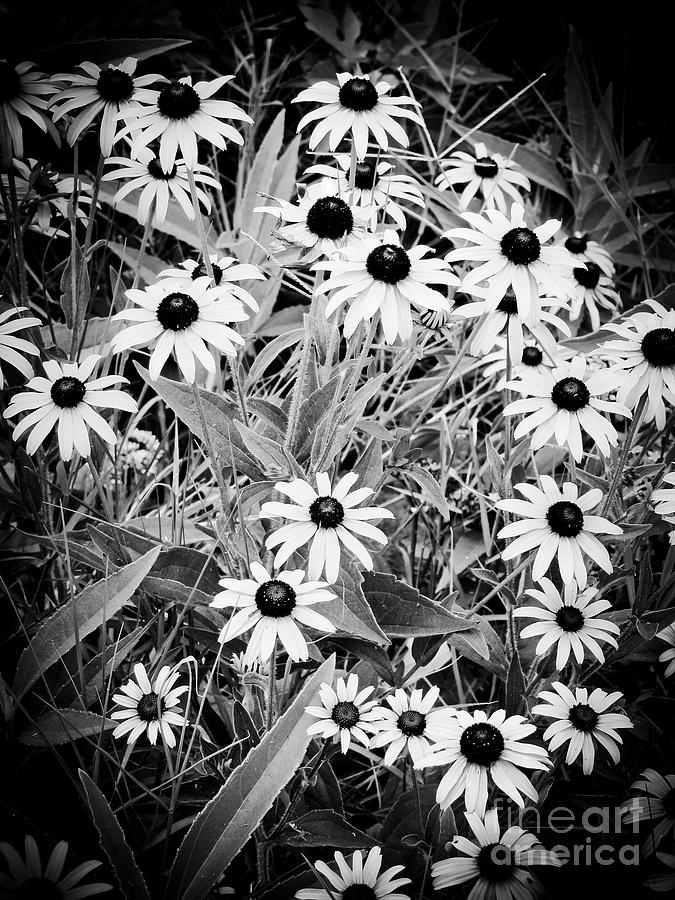Flower Photograph - Black and White Susie by Colleen Kammerer