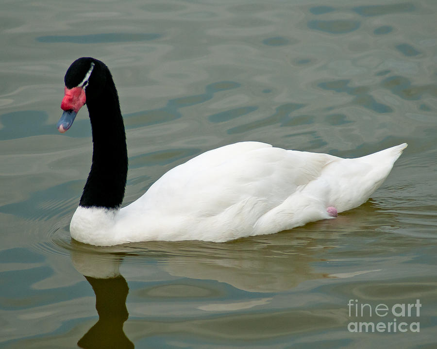 Black -Necked Swan Photograph by Stephen Whalen