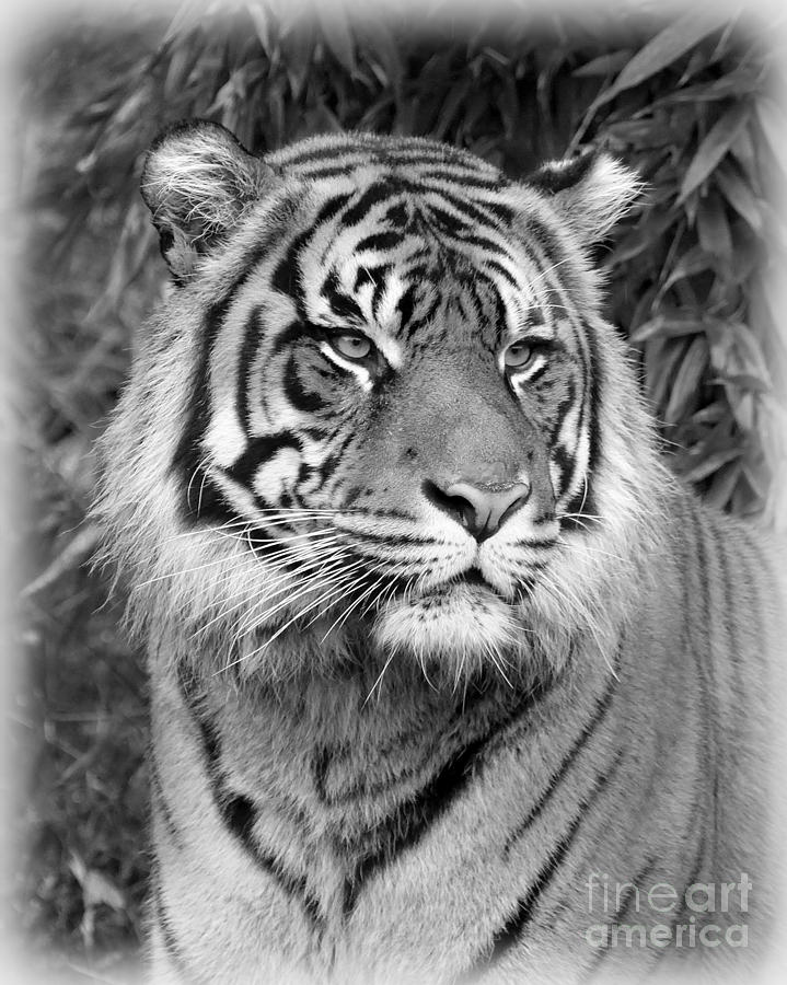 Black and White Tiger Photograph by Steve McKinzie