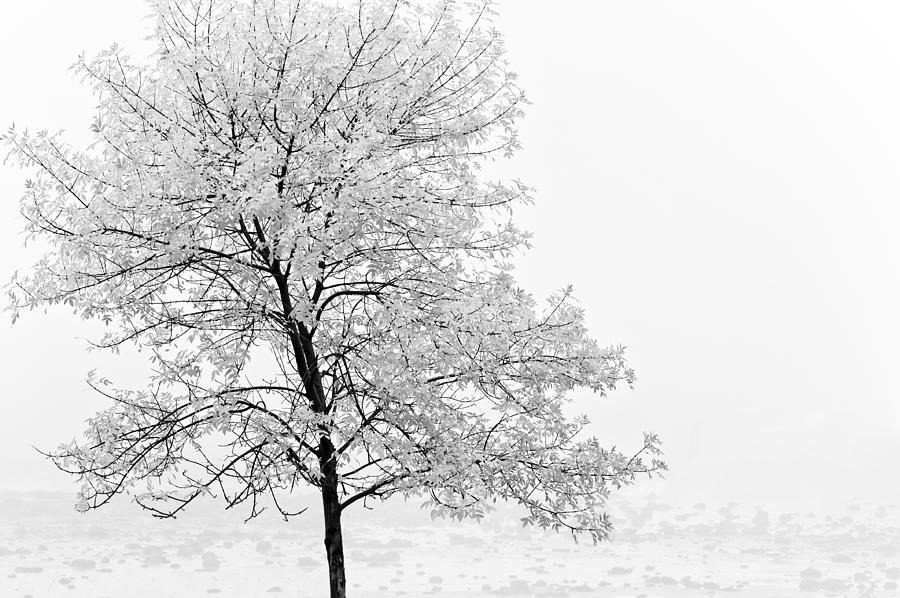 Black and White Tree  Photograph by U Schade