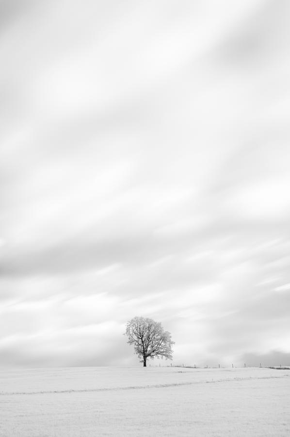 Black and White Tree  #4 Photograph by U Schade