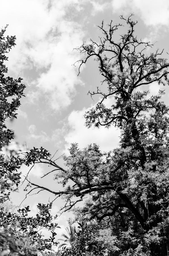 Black and white tree Photograph by AM FineArtPrints