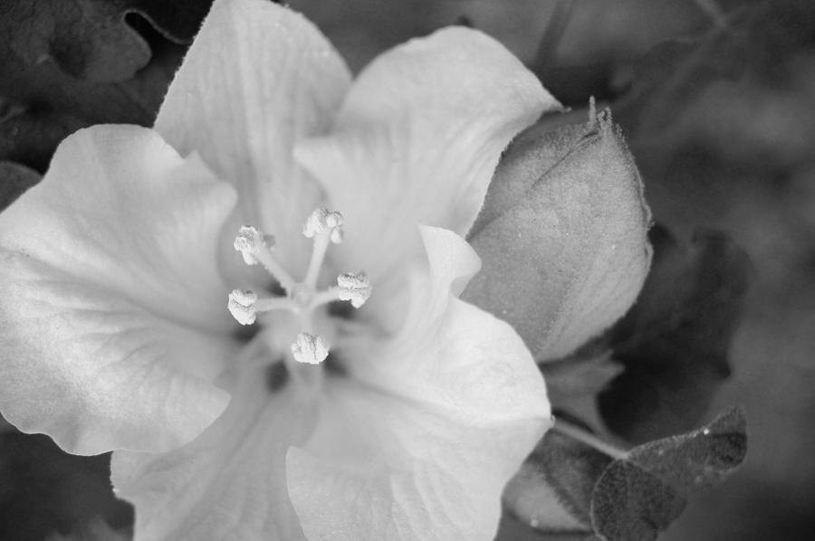 Black and White Tree Flower Photograph by Amy Fose