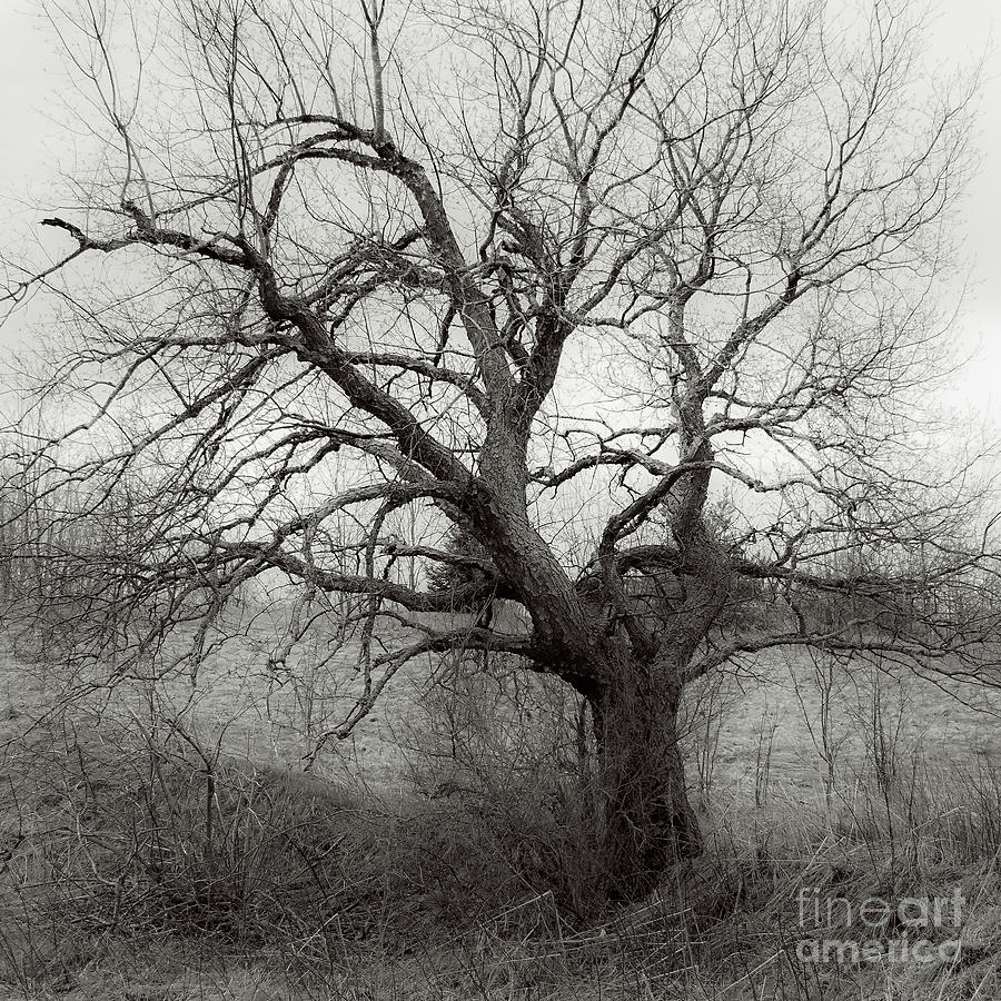 Black And White Photograph - Black And White Tree by Miss Dawn