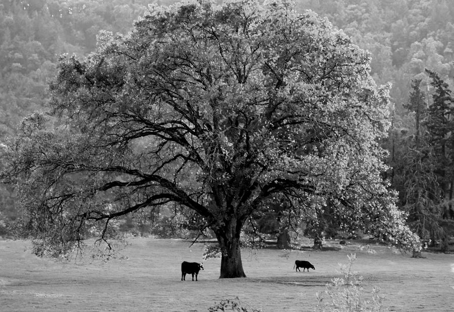 Black And White Tree With Two Cows Photograph