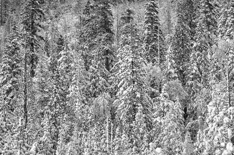 Black and White Trees in a Forest Photograph by Brandon Bourdages ...