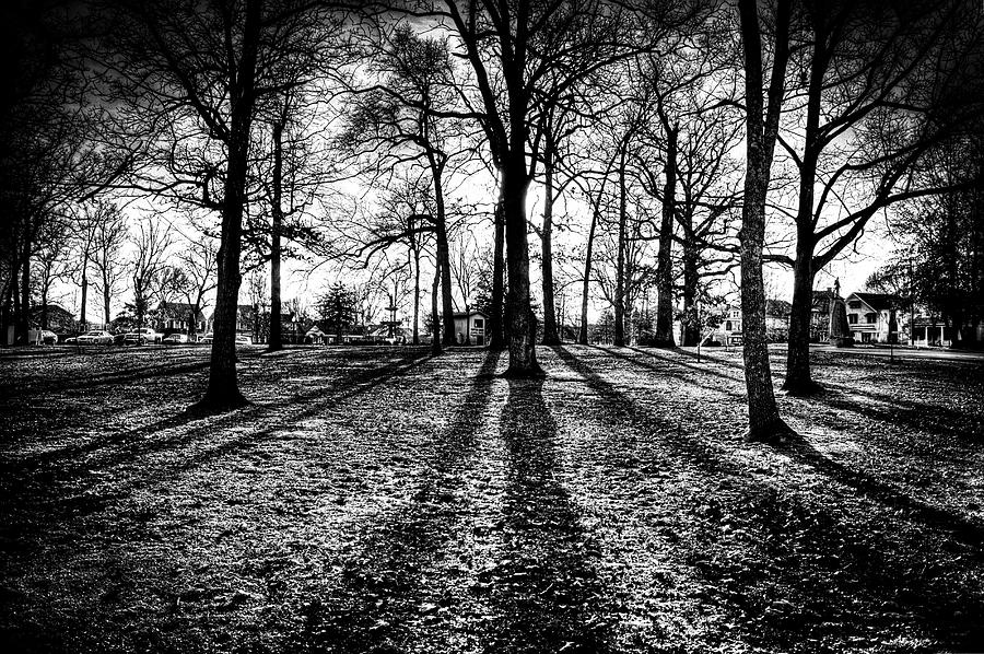 Black and White Trees Photograph by Jonny D