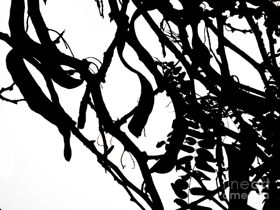 Black And White Photograph - Black And White Trees Project 3 by Emily Kelley