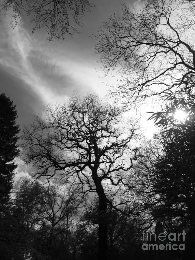 Black and White Trees Photograph by Vicki Spindler
