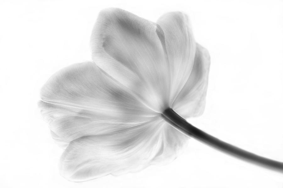 Black And White Tulip Photograph