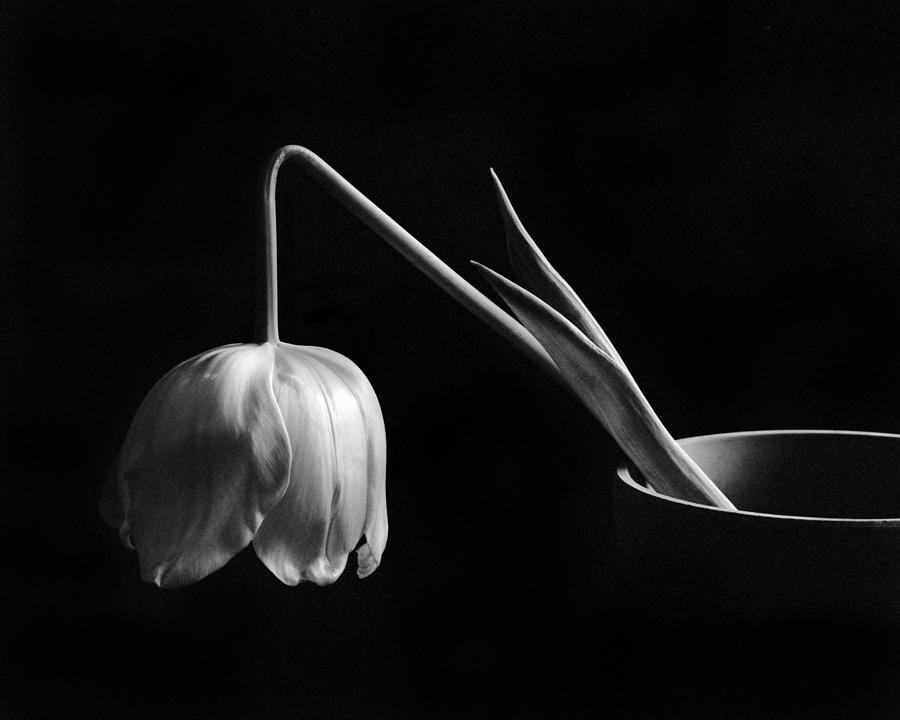 Black and White Tulip Photograph by David and Carol Kelly