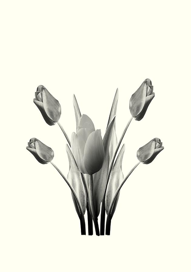 Tulip Digital Art - Black and White Tulips Drawing by David Dehner