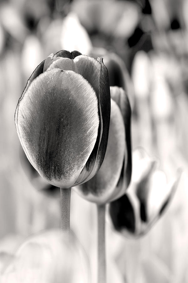 Tulip Photograph - Black and White Tulips by Martin Cline