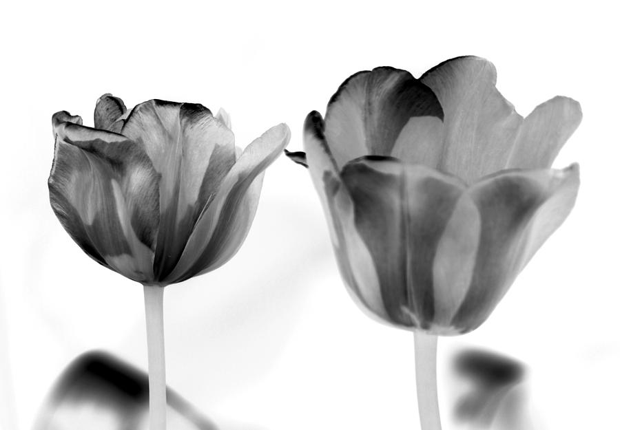 Black and White Tulips Photograph by Nathan Abbott