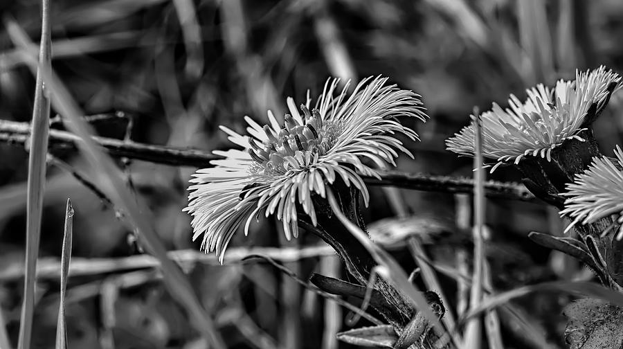 Spring Photograph - Black and white Tussilago farfara sign of spring. by Leif Sohlman