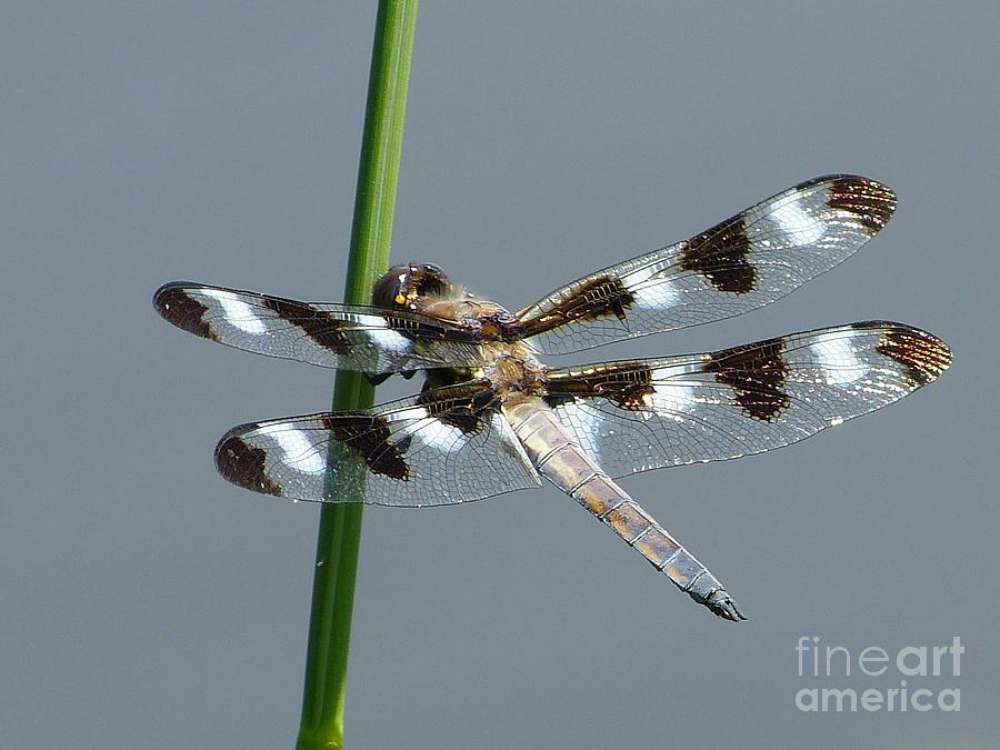 Dragonfly Photograph - Black And White Twelve Spotted Skimmer Dragonfly by Christine Stack Dragonfly Photograph - Black And White Twelve Spotted Skimmer Dragonfly by Christine Stack