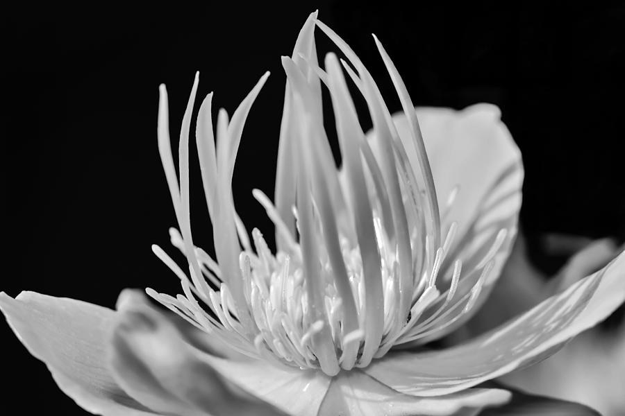 Flower Photograph - Black and White Universe by Tomasz Dziubinski