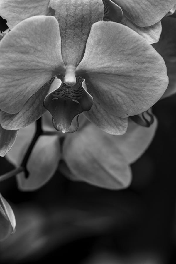 Black and White Vanda Orchid Photograph by Calazone's Flics - Pixels