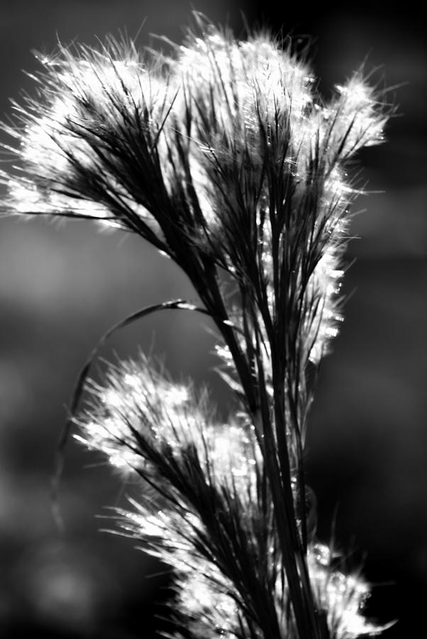 Black And White Vegetation In The Dunes Photograph by Laurie Pike