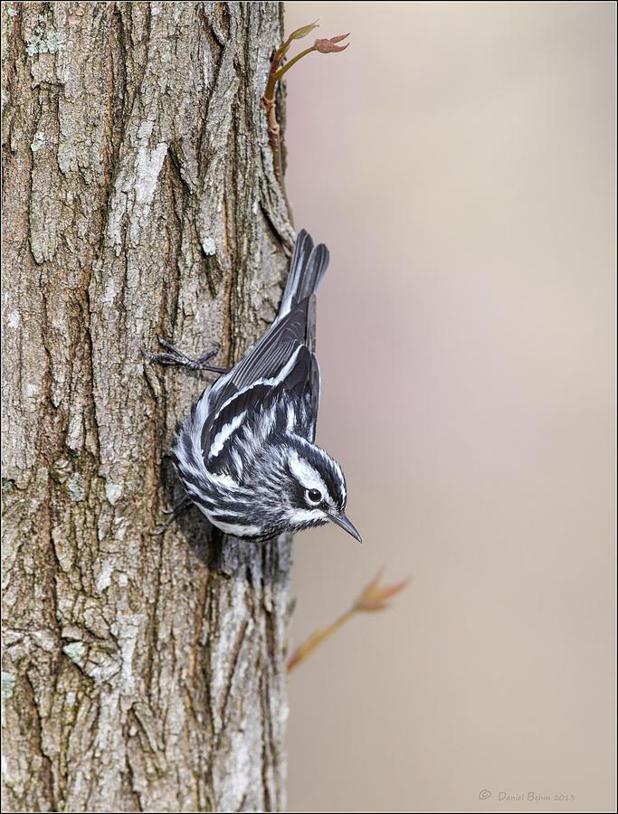 Warbler Photograph - Black and White Warbler by Daniel Behm