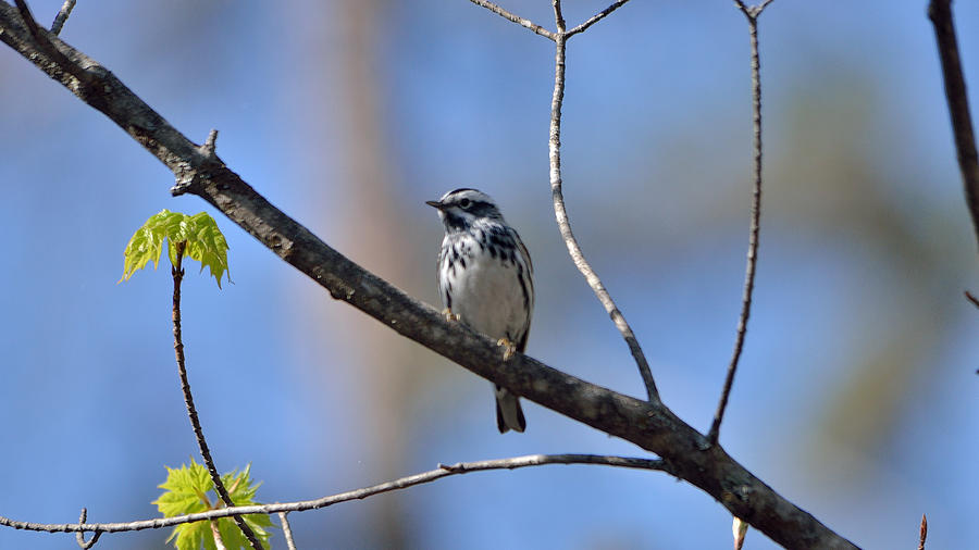 Black-And-White Warbler  Photograph by David Porteus