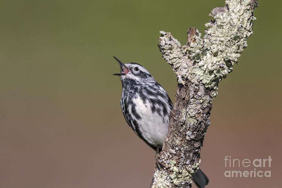 Warbler Photograph - Black And White Warbler by Jim Zipp