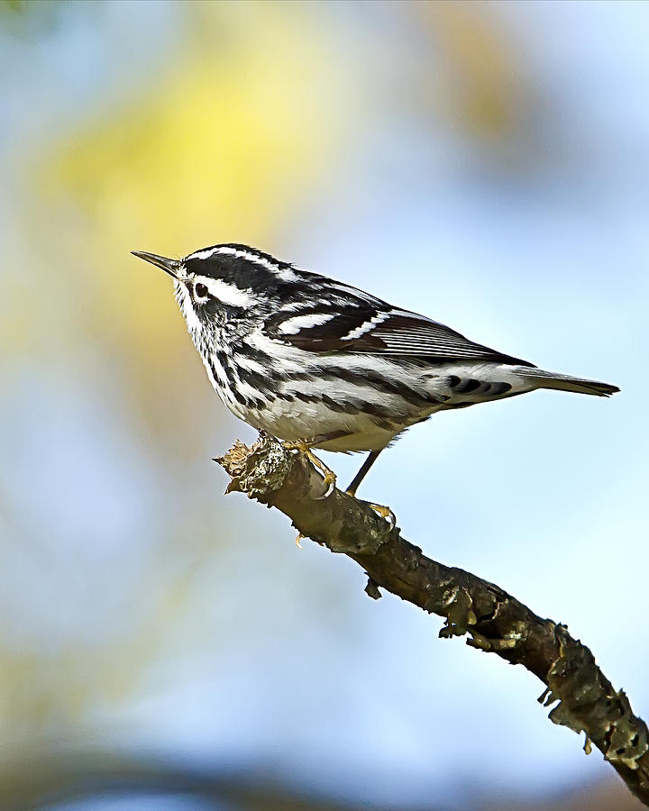 Black and White Warbler Photograph by John Vose