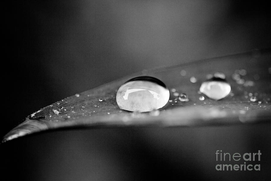 Black And White Waterdrops On A Leaf Photograph