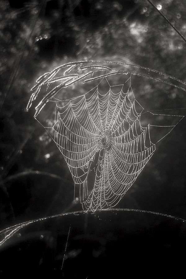 Black and White Web Photograph by Robert Camp