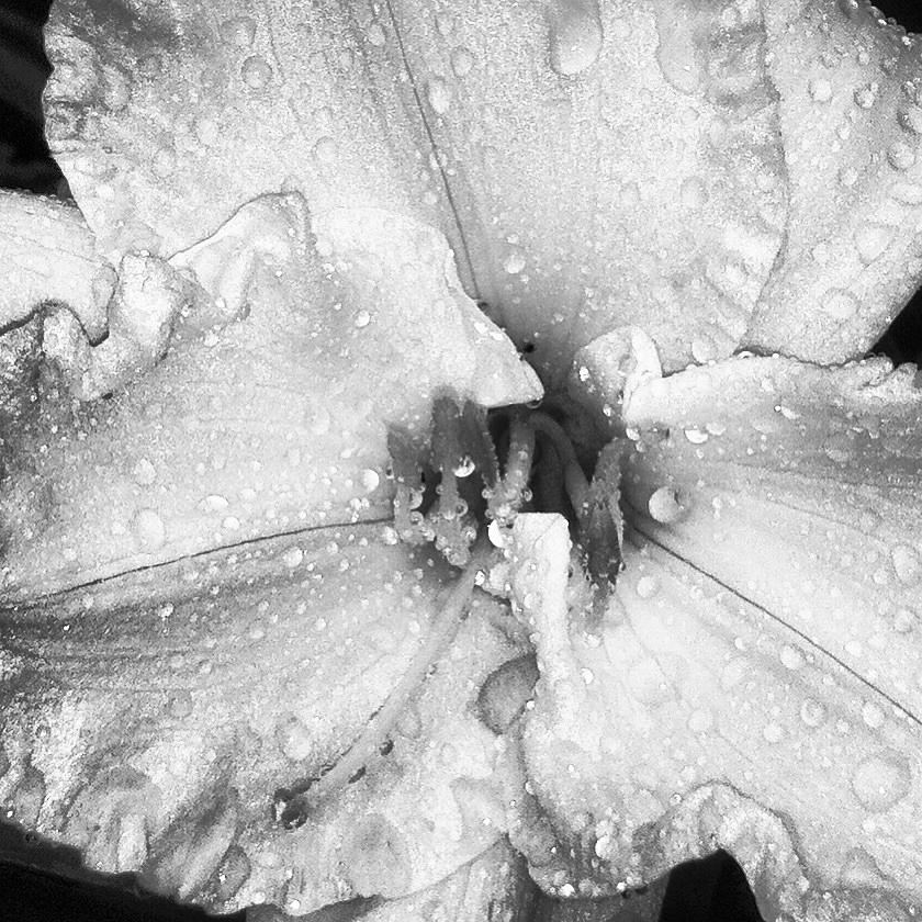 Black and White Wet Daylily Photograph by Laurie Greer - Fine Art America