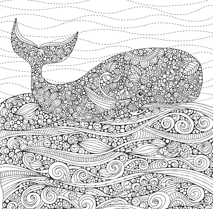 Black and White Whale Drawing by MGL Meiklejohn Graphics Licensing