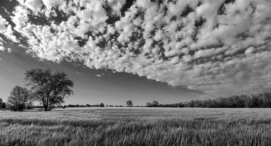 Black And White Photograph - Black and White Wheat Field by Eric Benjamin