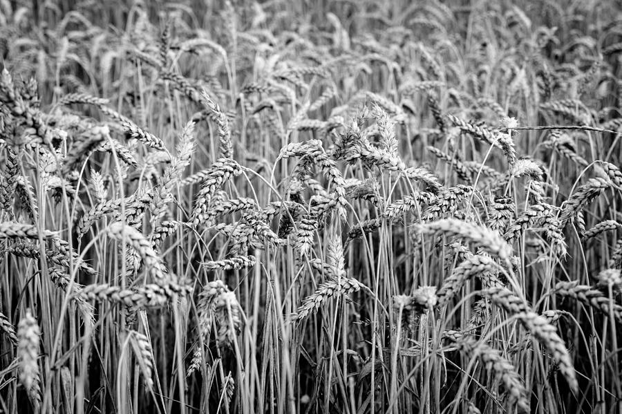 Black and White Wheat Photograph by Pati Photography