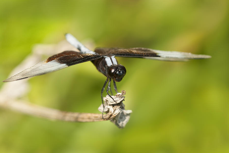 Black and White Widow Skimmer Photograph by Kathy Clark