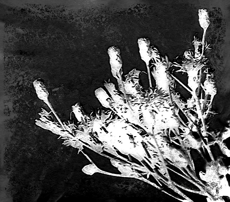 Black and White Wildflower Photograph by Shawna Rowe
