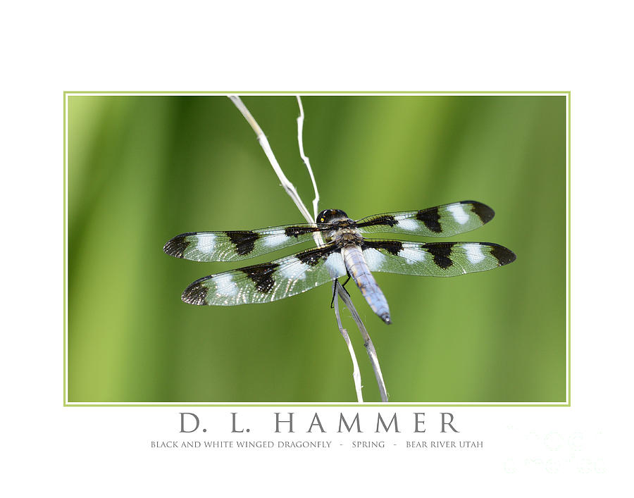 Black and White Winged Dragonfly Photograph by Dennis Hammer