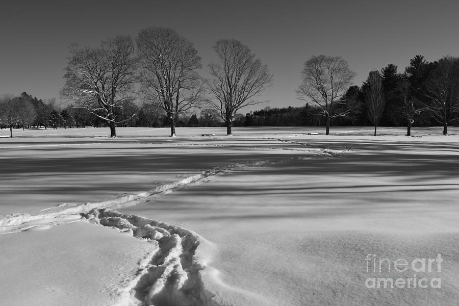 Black and White Winter Photograph by Tammie Miller