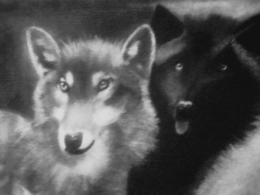 Black and White Wolves Drawing by Renee Michelle Wenker