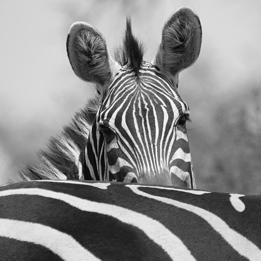 Black and White Zebra Photograph by Carole-Anne Fooks | Fine Art America