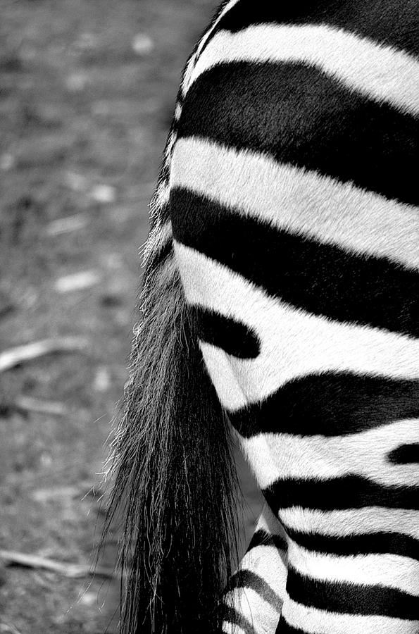 Black And White Zebra Haunches And Tail Photograph By Lynn Langmade 