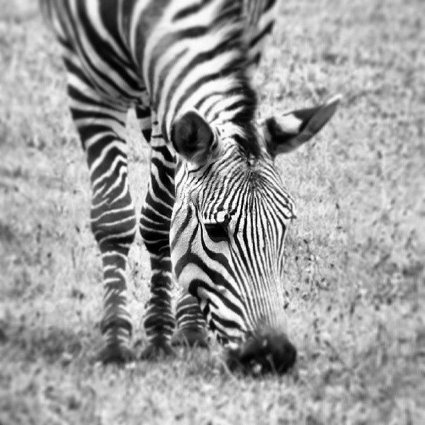 Black And White Photograph - Black and White Zebra by Kym Wilson
