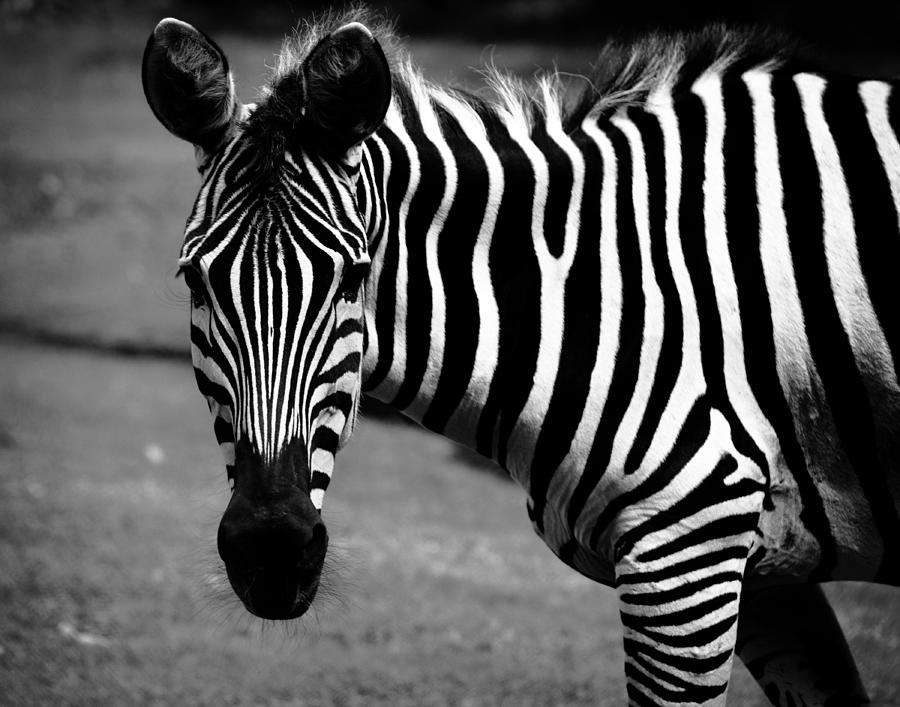 Black and White Zebra Photograph by Maggy Marsh