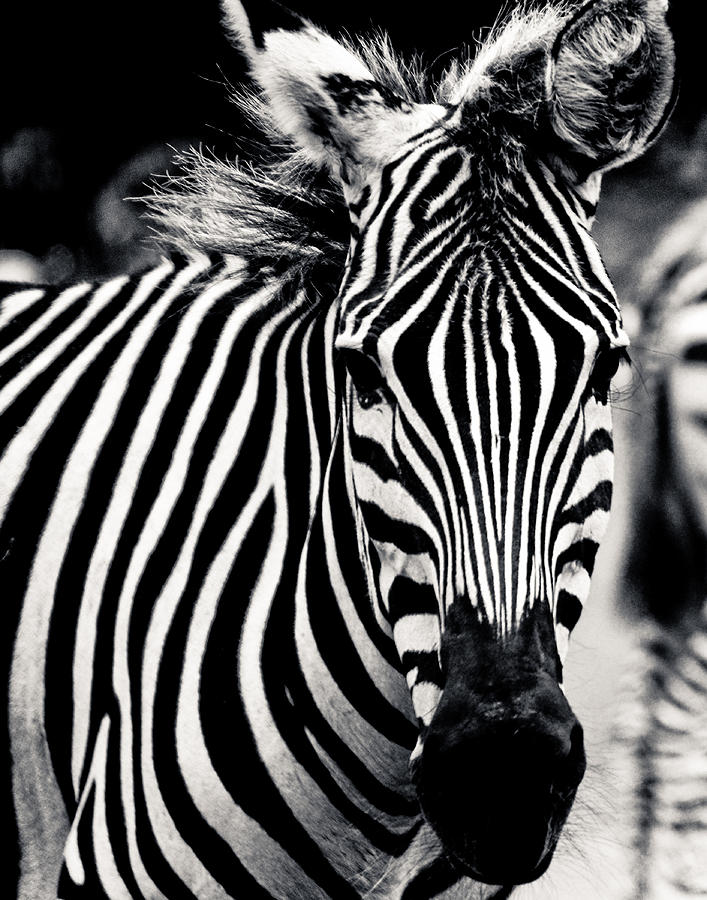 Black and white Zebra Portrait Photograph by Maggy Marsh